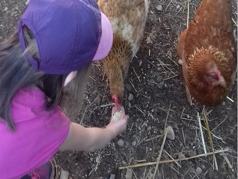 Une journée à la ferme