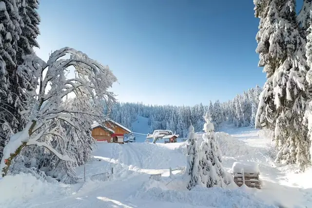Sapins enneigés près du télésiège